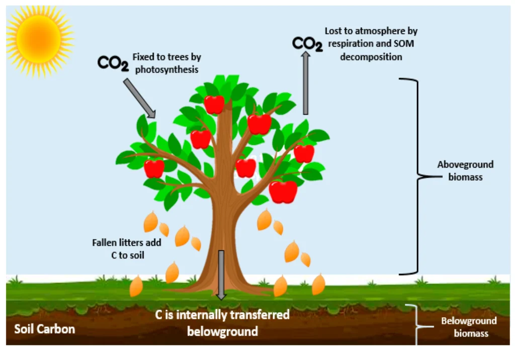 Roles and mechanism of forests in carbon sequestration.