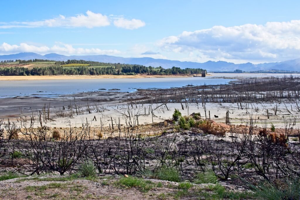 Cleared forest area with tree stumps showing deforestation.