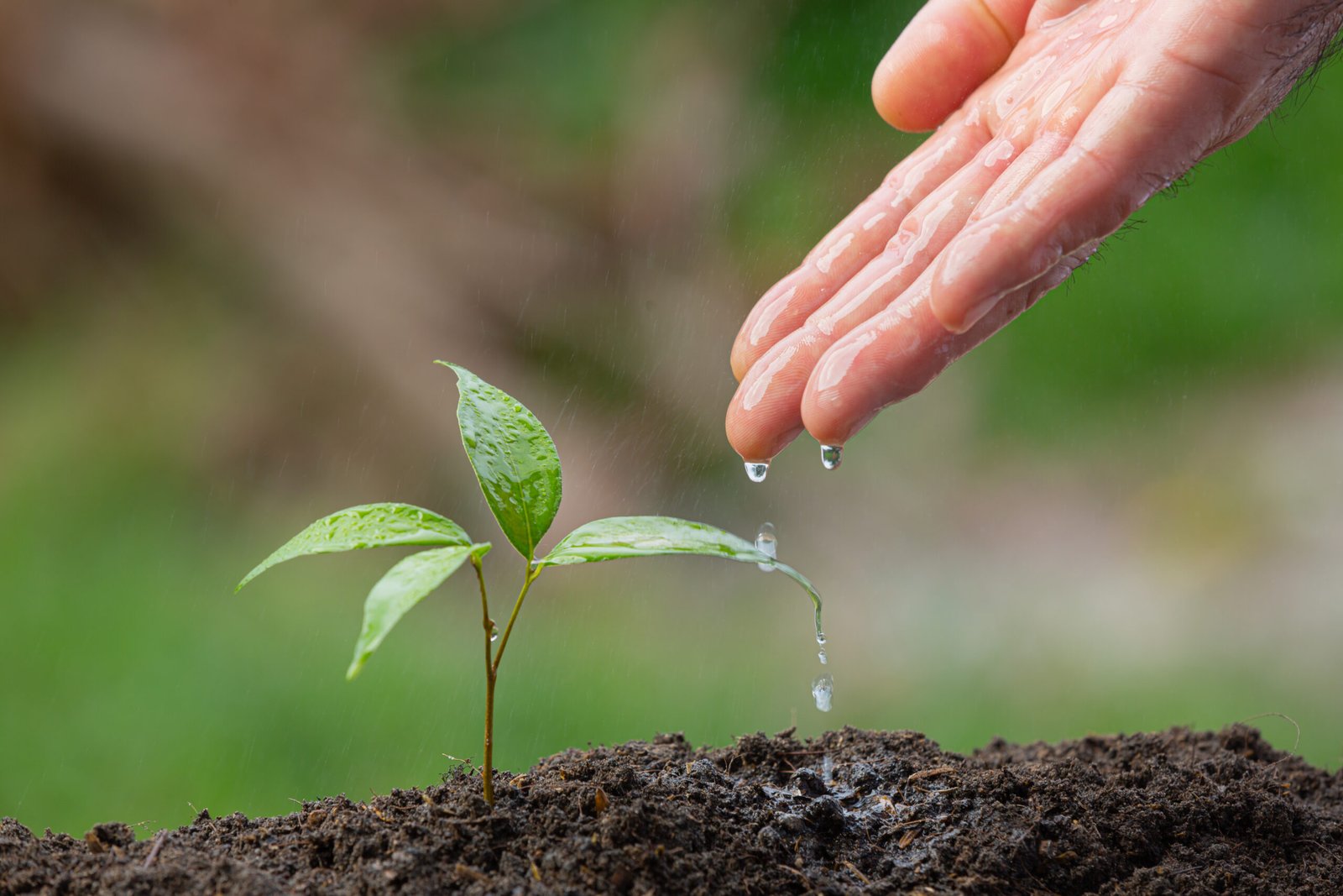 Close-up of a hand watering a young sapling.